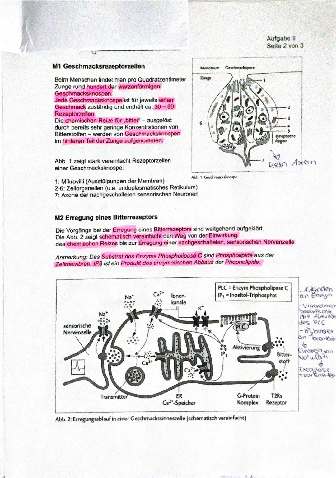 1 Multiple Sklerose
Teilaufgabe Anforderungen: Die Schülerin/ der Schüler
BE max
BE
Erläutert die grundsätzlichen Funktionen des Neurons...
