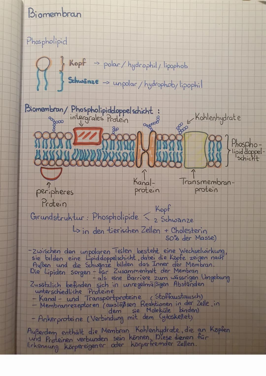 Biomembran
Phospholipid
{}
Kopf → polar / hydrophil/ lipophob
Schwänze →> unpolar / hydrophob/ lipophil
Biomembran/ Phospholipiddoppelschich