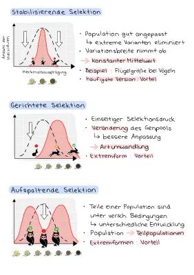 Know Selektionsmechanismen (Stabilisierend, Gerichtet, Aufspaltend) thumbnail