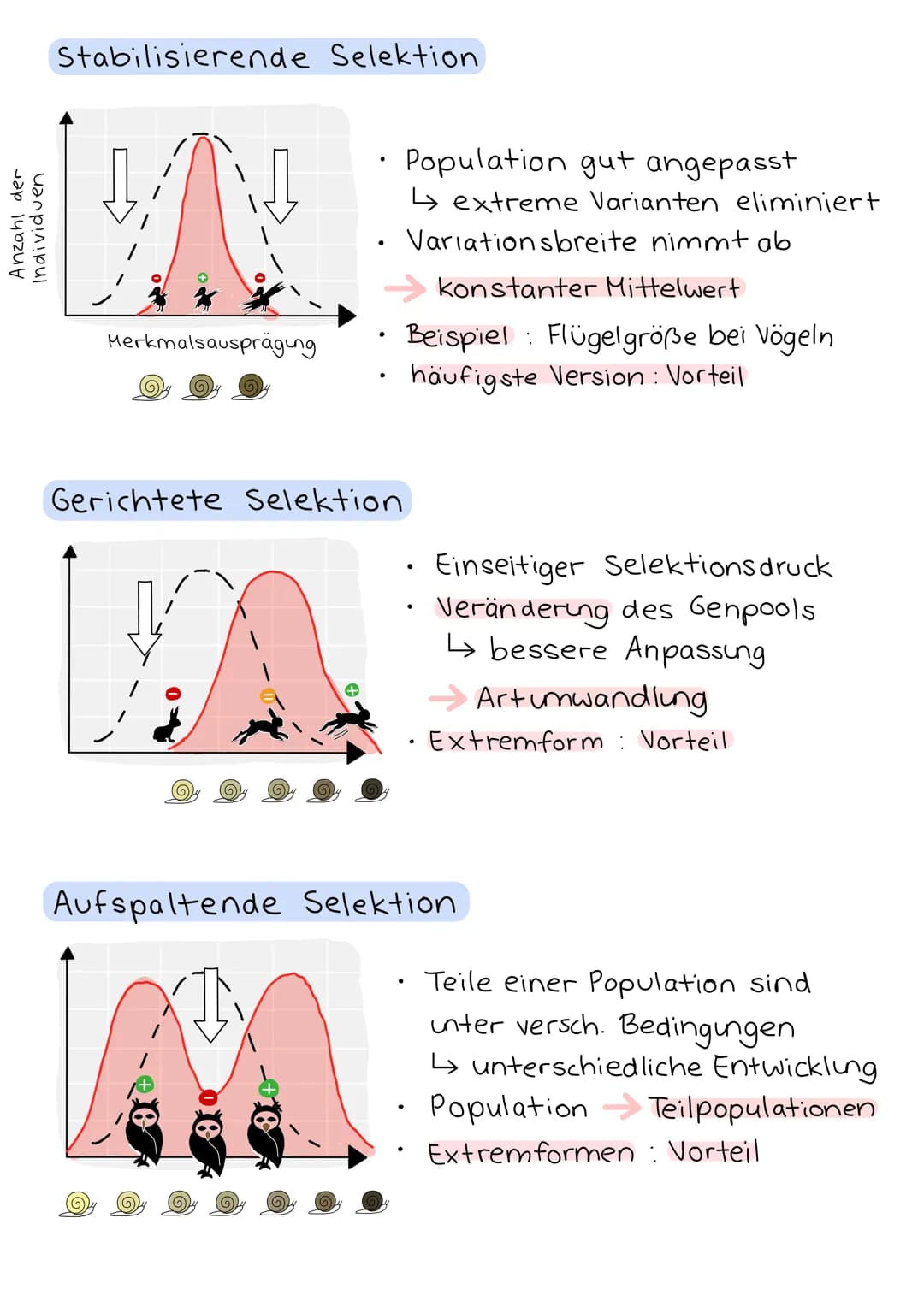 Anzahl der
Individuen
Stabilisierende Selektion
Merkmalsausprägung
• Population gut angepasst
↳ extreme Varianten eliminiert.
Variationsbrei