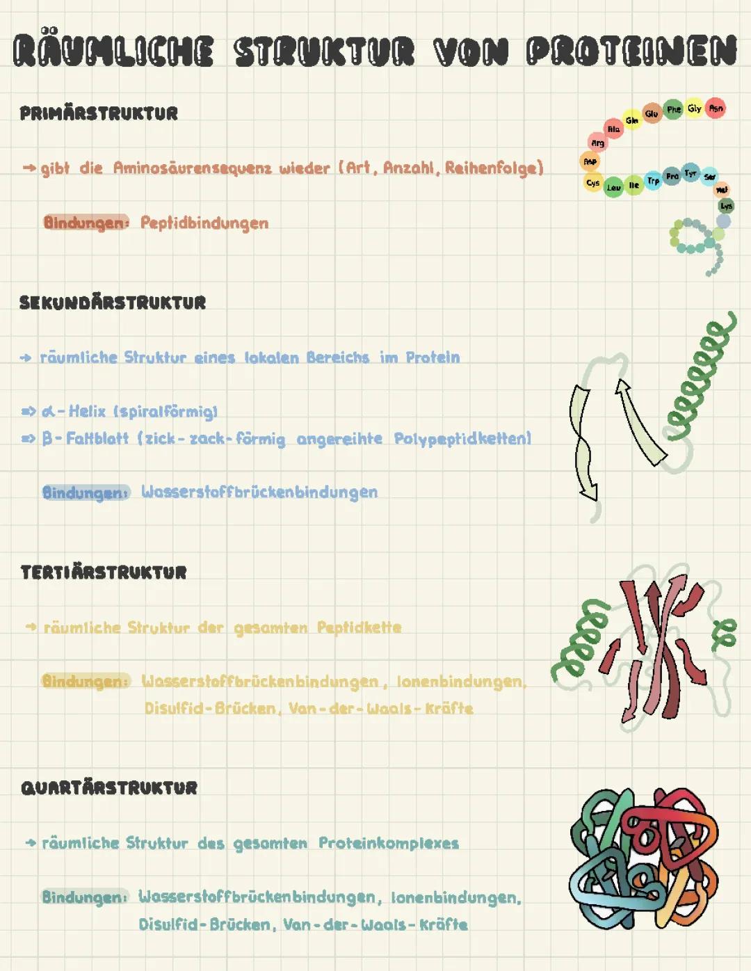 Strukturebenen von Proteinen