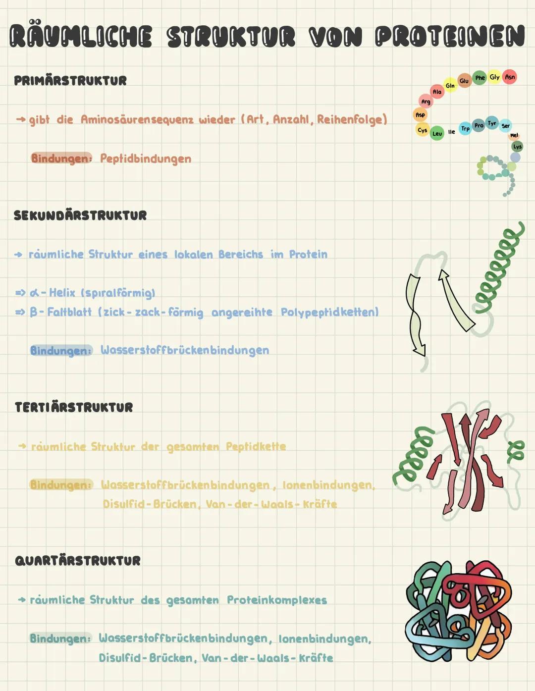 RÄUMLICHE STRUKTUR VON PROTEINEN
PRIMÄRSTRUKTUR
→gibt die Aminosäurensequenz wieder (Art, Anzahl, Reihenfolge)
Bindungen: Peptidbindungen
SE