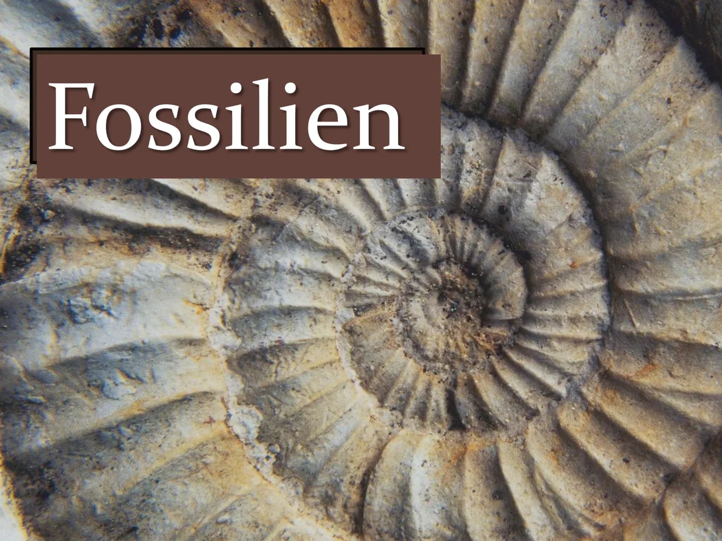 Fossilien Gliederung
1. Definition
2. Geschichte
3. Entstehung - Fossilisation
4. Bedeutung Fossilien
5. Fossilienformen
5.1 Knochenfunde
5.