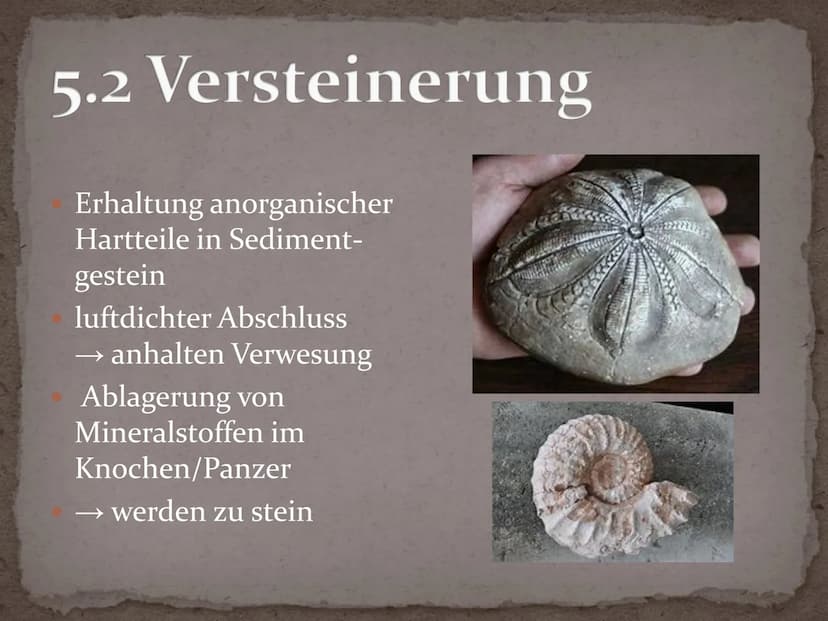 Fossilien Gliederung
1. Definition
2. Geschichte
3. Entstehung - Fossilisation
4. Bedeutung Fossilien
5. Fossilienformen
5.1 Knochenfunde
5.