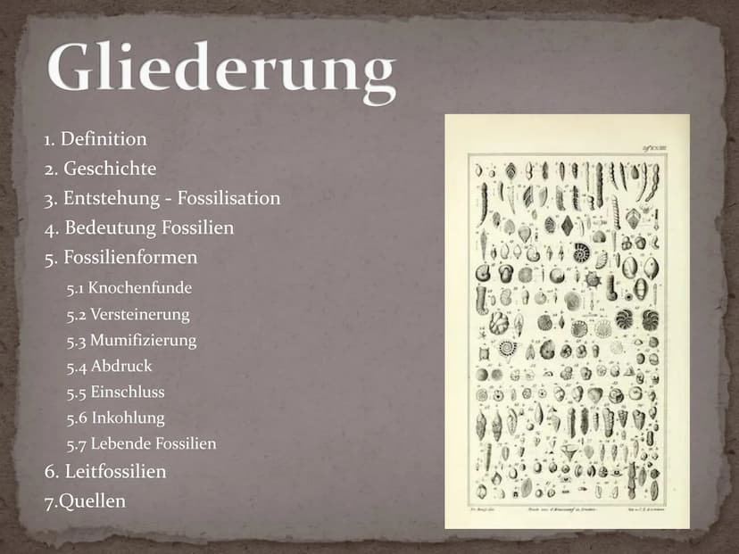 Fossilien Gliederung
1. Definition
2. Geschichte
3. Entstehung - Fossilisation
4. Bedeutung Fossilien
5. Fossilienformen
5.1 Knochenfunde
5.