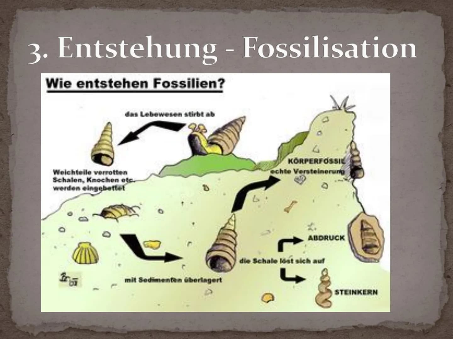 Fossilien Gliederung
1. Definition
2. Geschichte
3. Entstehung - Fossilisation
4. Bedeutung Fossilien
5. Fossilienformen
5.1 Knochenfunde
5.