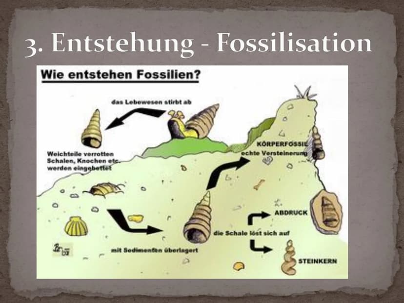 Fossilien Gliederung
1. Definition
2. Geschichte
3. Entstehung - Fossilisation
4. Bedeutung Fossilien
5. Fossilienformen
5.1 Knochenfunde
5.