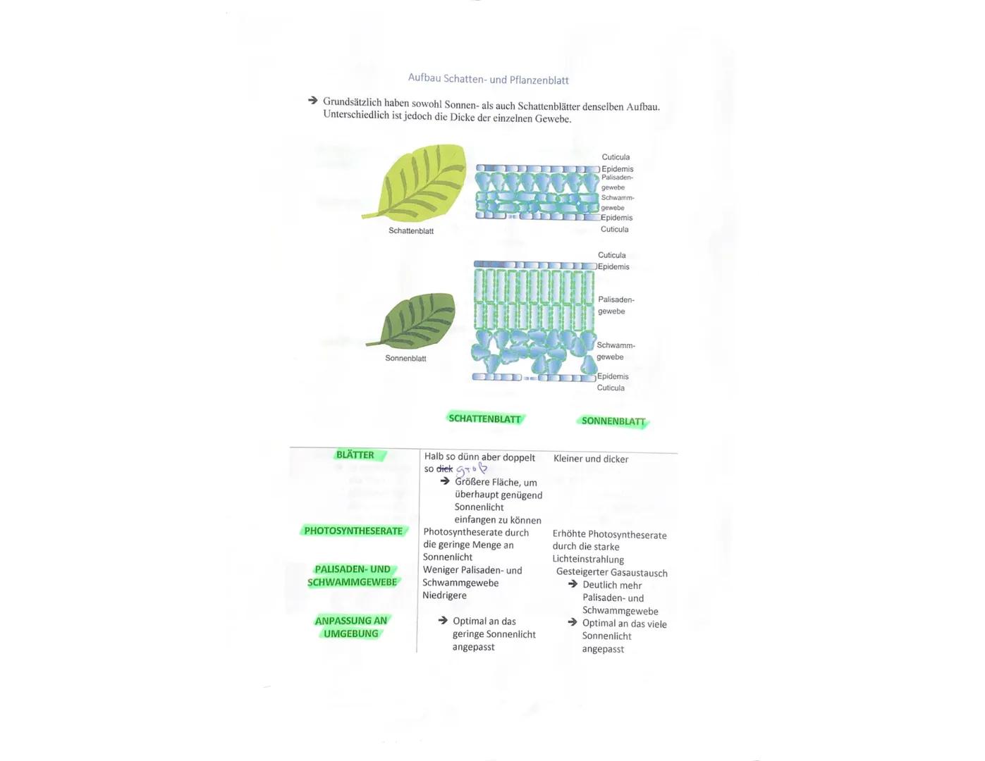 # Aufbau Schatten- und Pflanzenblatt

→ Grundsätzlich haben sowohl Sonnen- als auch Schattenblätter denselben Aufbau.
Unterschiedlich ist je