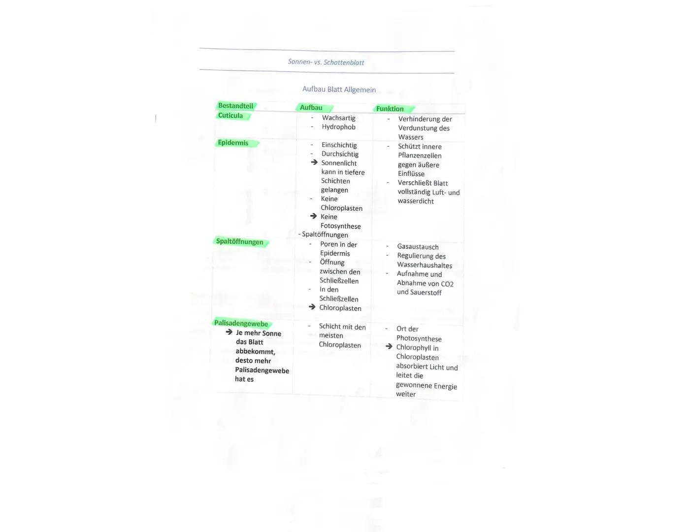 # Aufbau Schatten- und Pflanzenblatt

→ Grundsätzlich haben sowohl Sonnen- als auch Schattenblätter denselben Aufbau.
Unterschiedlich ist je