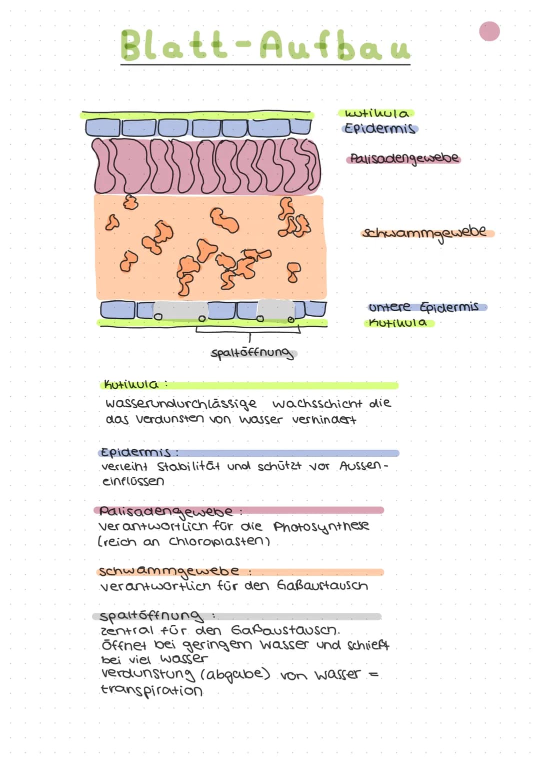 ökologie
Autohologie
Syno hologie
abiotische
Faktoren
biotische
Fautoren
Art
Biotop
Biozono se
őkosysthem
Biosphare
Stenou
euryon
peuhiloter