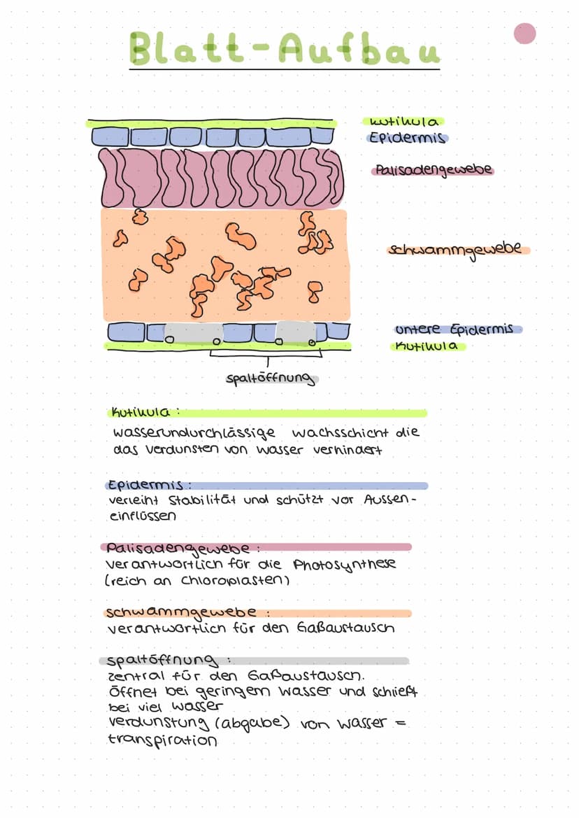 ökologie
Autohologie
Syno hologie
abiotische
Faktoren
biotische
Fautoren
Art
Biotop
Biozono se
őkosysthem
Biosphare
Stenou
euryon
peuhiloter