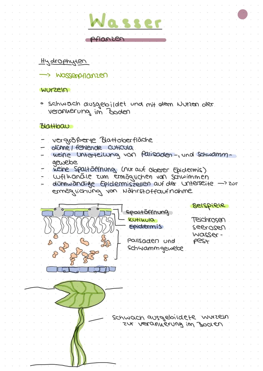 ökologie
Autohologie
Syno hologie
abiotische
Faktoren
biotische
Fautoren
Art
Biotop
Biozono se
őkosysthem
Biosphare
Stenou
euryon
peuhiloter