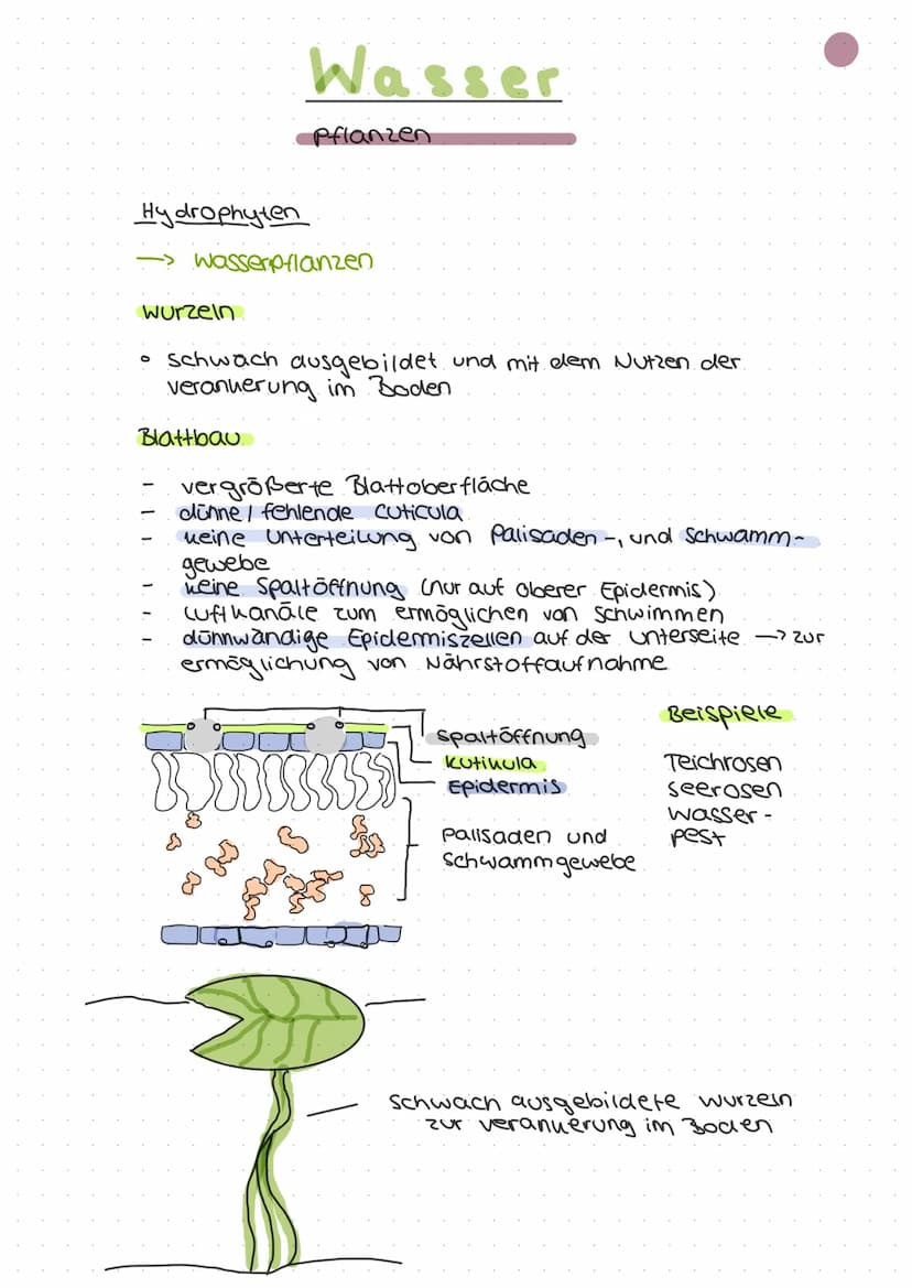 ökologie
Autohologie
Syno hologie
abiotische
Faktoren
biotische
Fautoren
Art
Biotop
Biozono se
őkosysthem
Biosphare
Stenou
euryon
peuhiloter