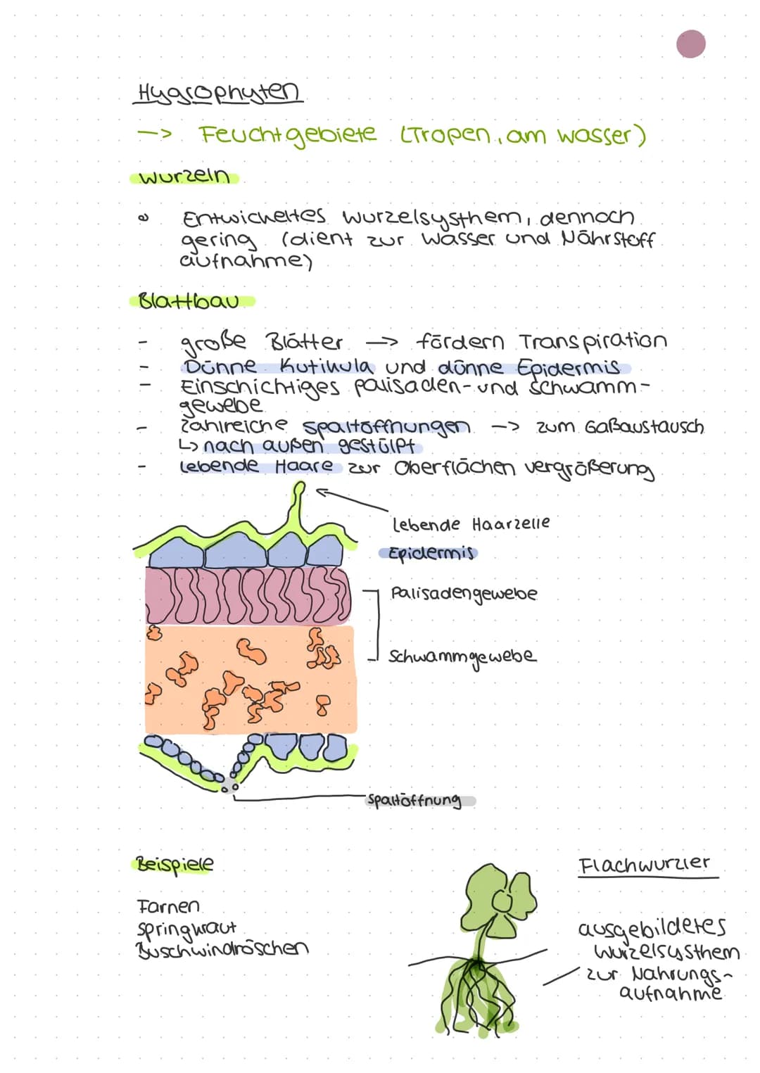 ökologie
Autohologie
Syno hologie
abiotische
Faktoren
biotische
Fautoren
Art
Biotop
Biozono se
őkosysthem
Biosphare
Stenou
euryon
peuhiloter
