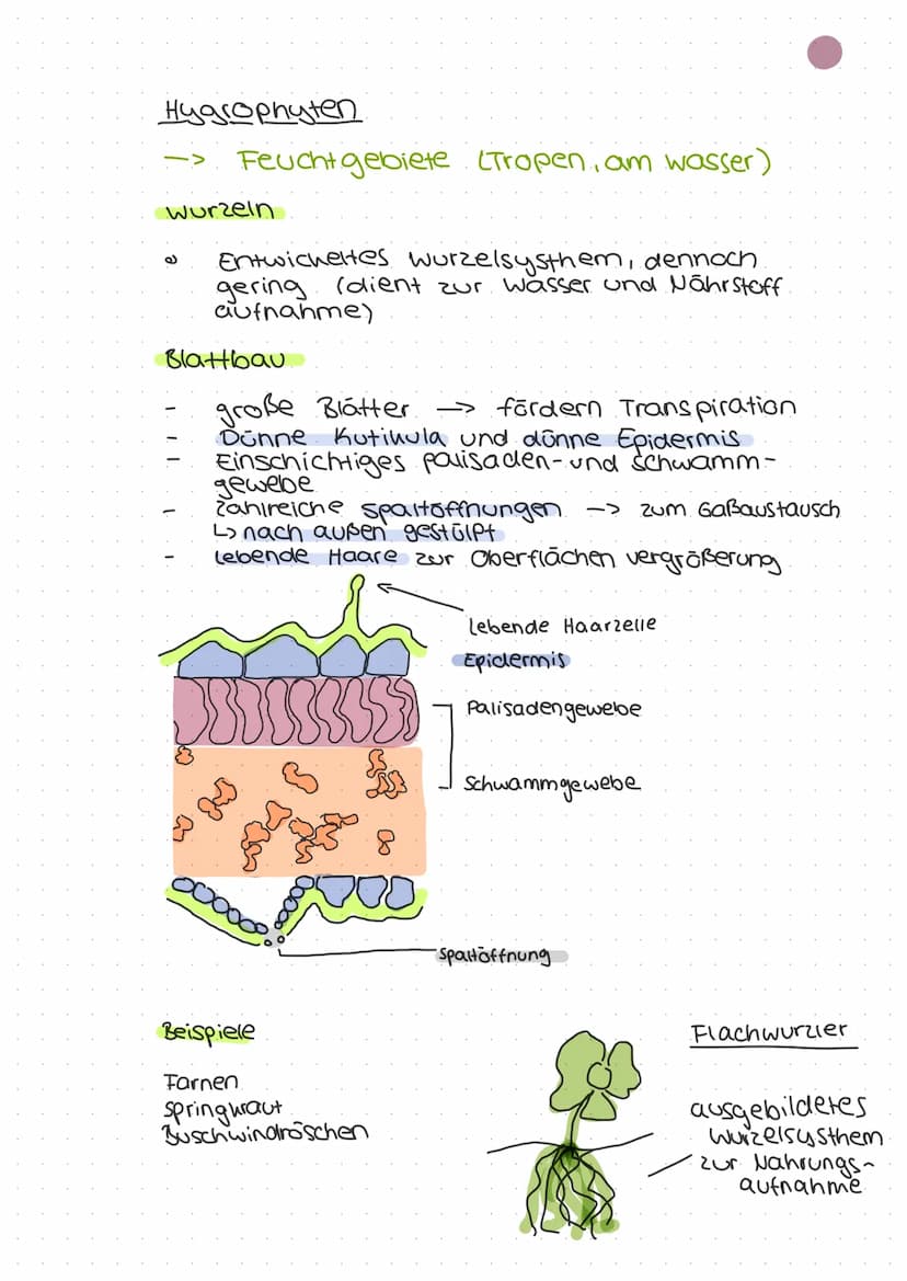ökologie
Autohologie
Syno hologie
abiotische
Faktoren
biotische
Fautoren
Art
Biotop
Biozono se
őkosysthem
Biosphare
Stenou
euryon
peuhiloter