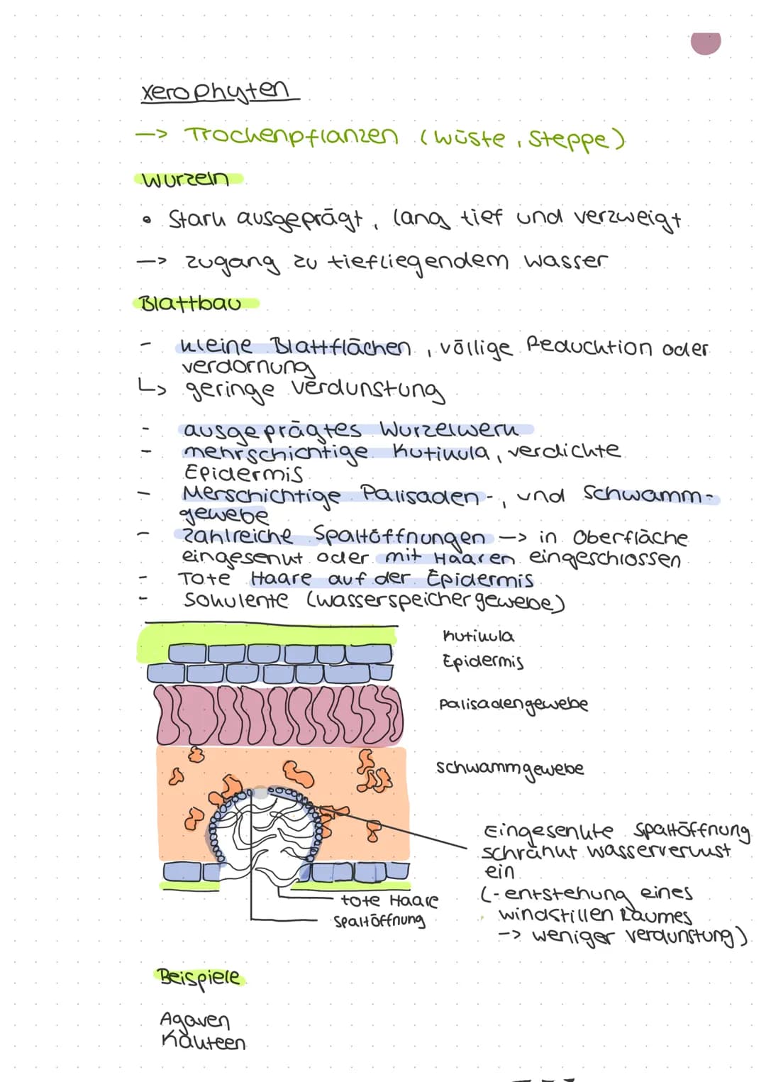ökologie
Autohologie
Syno hologie
abiotische
Faktoren
biotische
Fautoren
Art
Biotop
Biozono se
őkosysthem
Biosphare
Stenou
euryon
peuhiloter