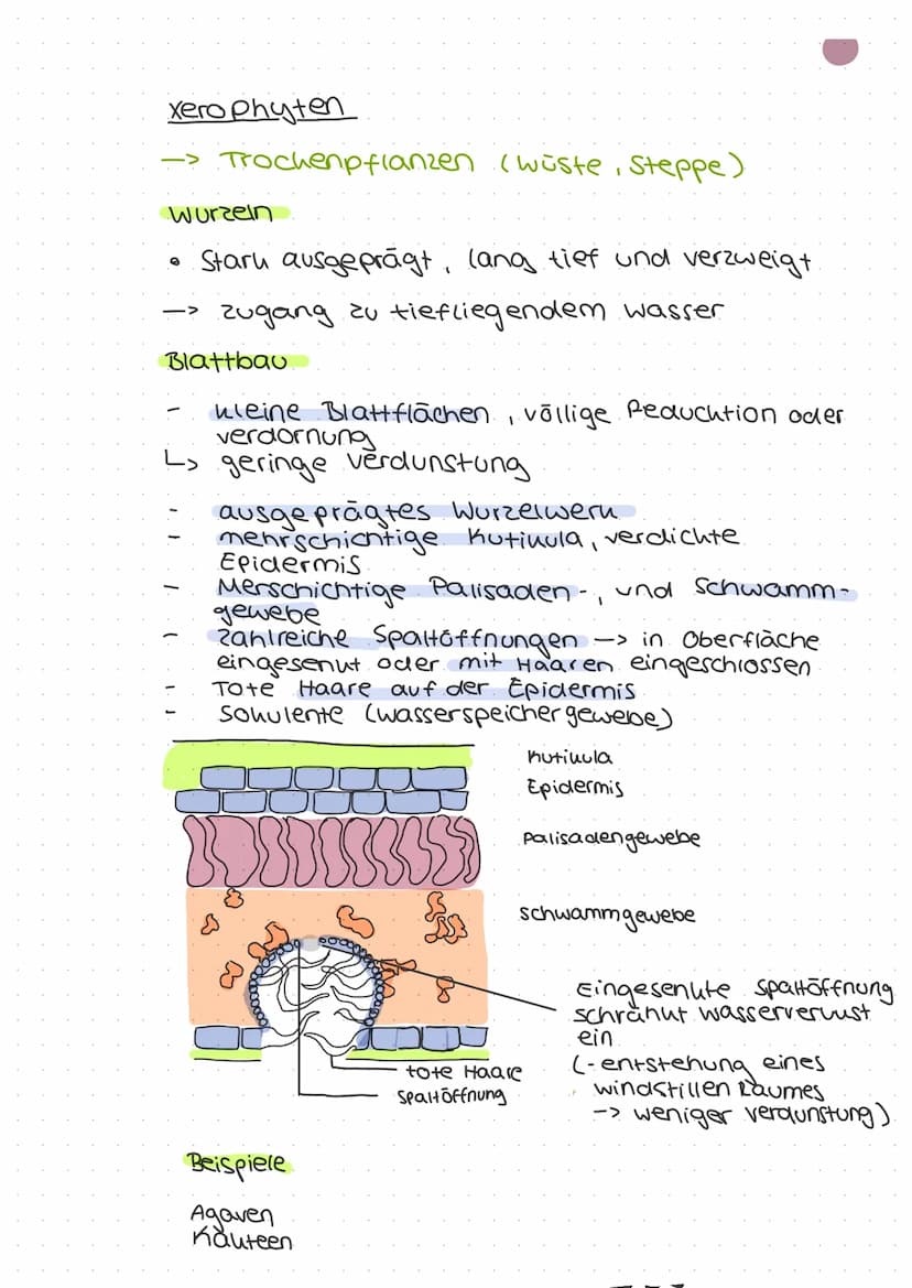 ökologie
Autohologie
Syno hologie
abiotische
Faktoren
biotische
Fautoren
Art
Biotop
Biozono se
őkosysthem
Biosphare
Stenou
euryon
peuhiloter