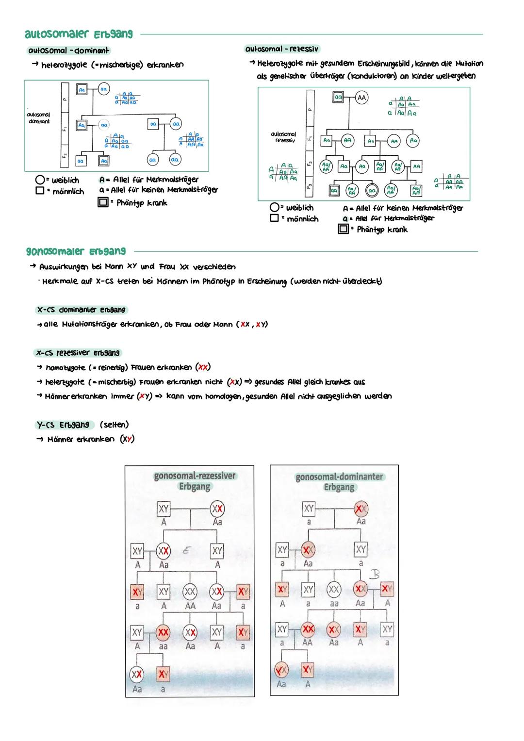 GENETIK zellkern
endoplasmatisches Retikulum
Zellmembran
X
12
===
13
diploid
→ doppelter Chromosomensatz (2n)
je zwei Chromosomen sind in Ba