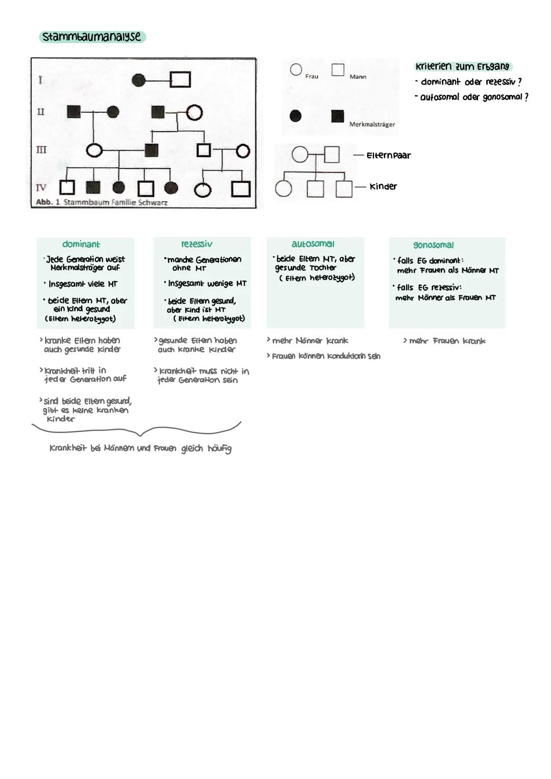 GENETIK zellkern
endoplasmatisches Retikulum
Zellmembran
X
12
===
13
diploid
→ doppelter Chromosomensatz (2n)
je zwei Chromosomen sind in Ba