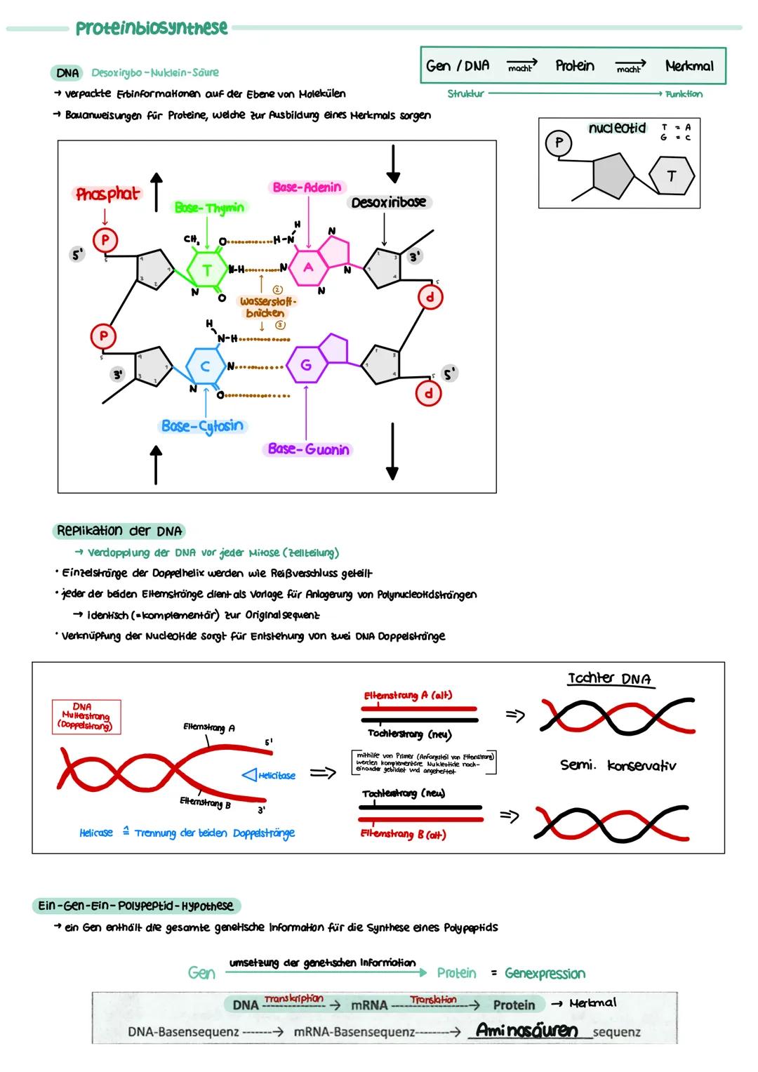 GENETIK zellkern
endoplasmatisches Retikulum
Zellmembran
X
12
===
13
diploid
→ doppelter Chromosomensatz (2n)
je zwei Chromosomen sind in Ba