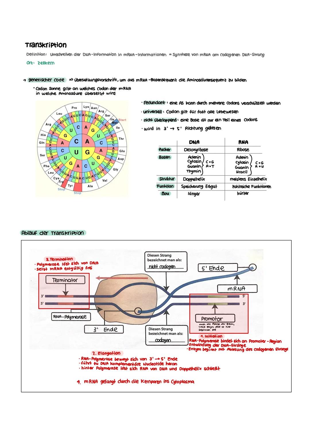 GENETIK zellkern
endoplasmatisches Retikulum
Zellmembran
X
12
===
13
diploid
→ doppelter Chromosomensatz (2n)
je zwei Chromosomen sind in Ba