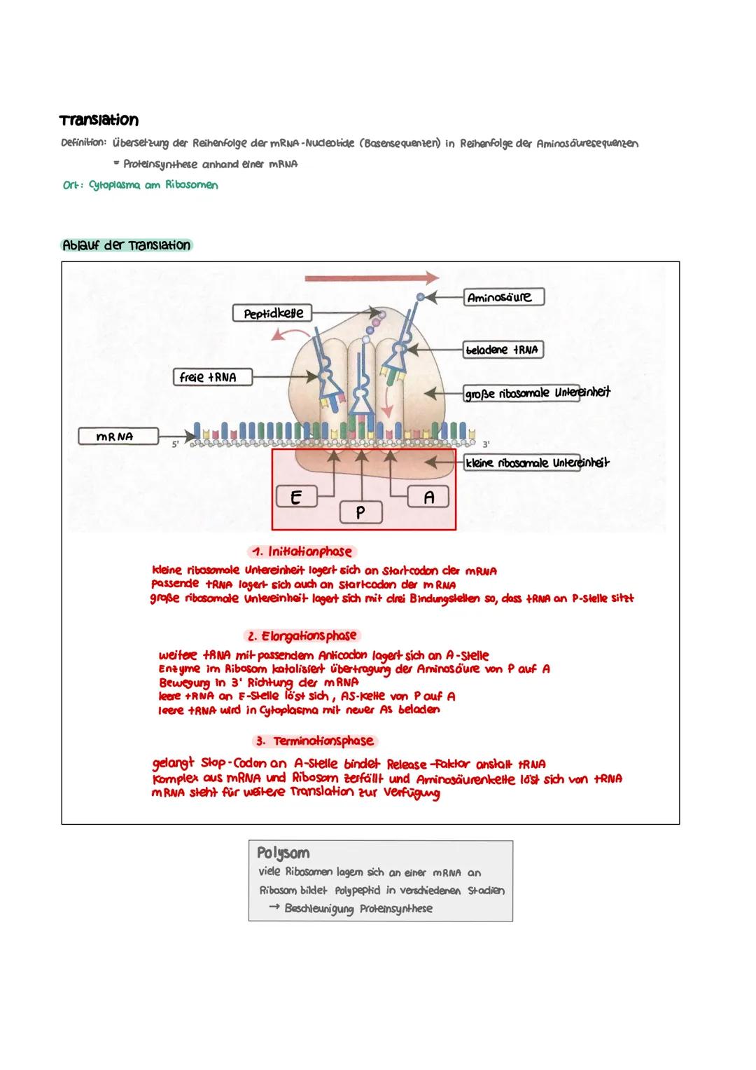 GENETIK zellkern
endoplasmatisches Retikulum
Zellmembran
X
12
===
13
diploid
→ doppelter Chromosomensatz (2n)
je zwei Chromosomen sind in Ba