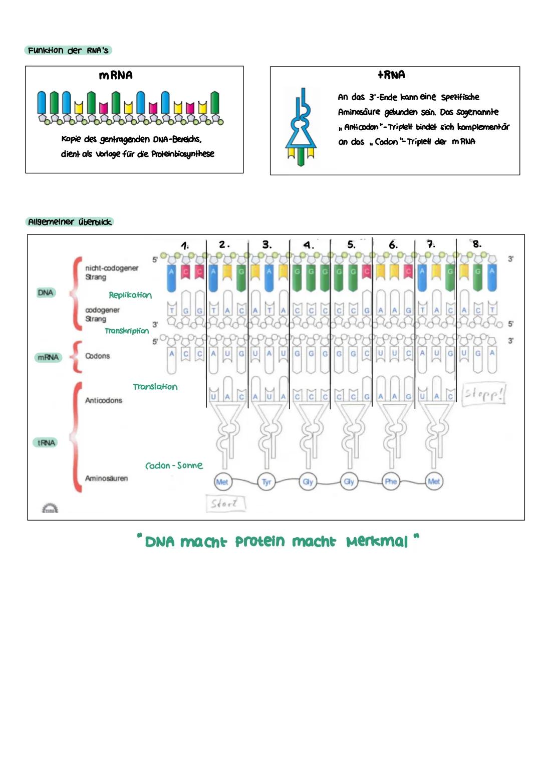 GENETIK zellkern
endoplasmatisches Retikulum
Zellmembran
X
12
===
13
diploid
→ doppelter Chromosomensatz (2n)
je zwei Chromosomen sind in Ba