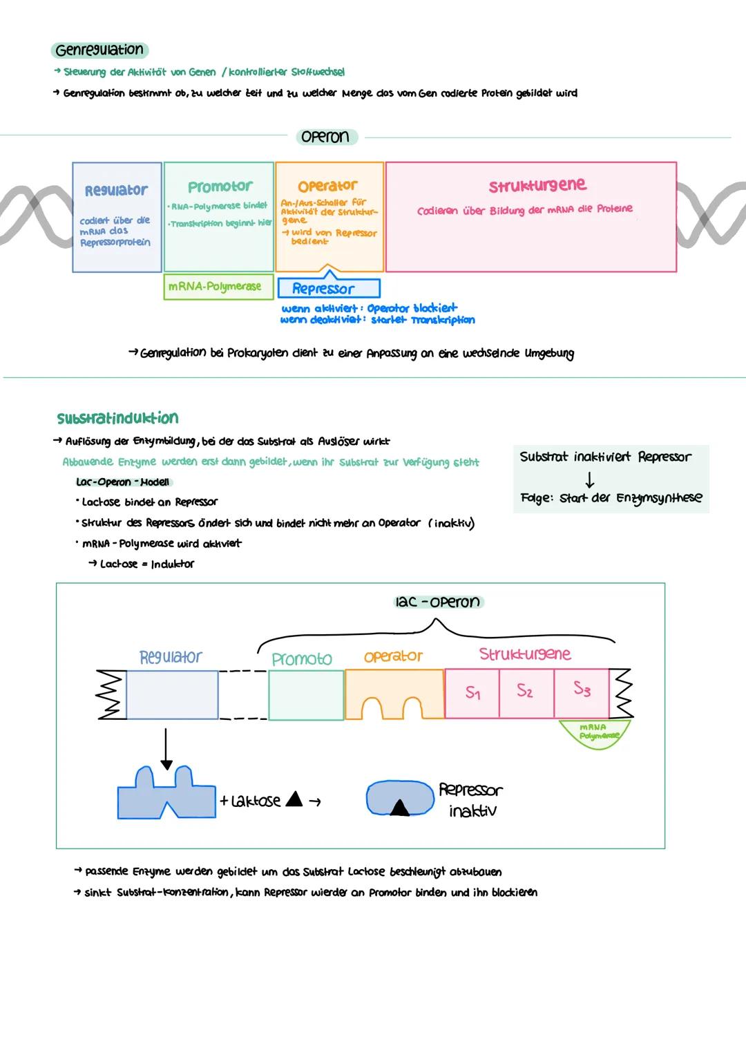 GENETIK zellkern
endoplasmatisches Retikulum
Zellmembran
X
12
===
13
diploid
→ doppelter Chromosomensatz (2n)
je zwei Chromosomen sind in Ba