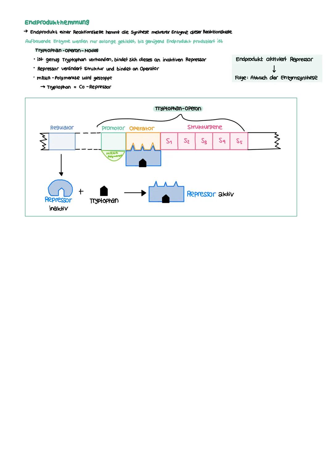 GENETIK zellkern
endoplasmatisches Retikulum
Zellmembran
X
12
===
13
diploid
→ doppelter Chromosomensatz (2n)
je zwei Chromosomen sind in Ba