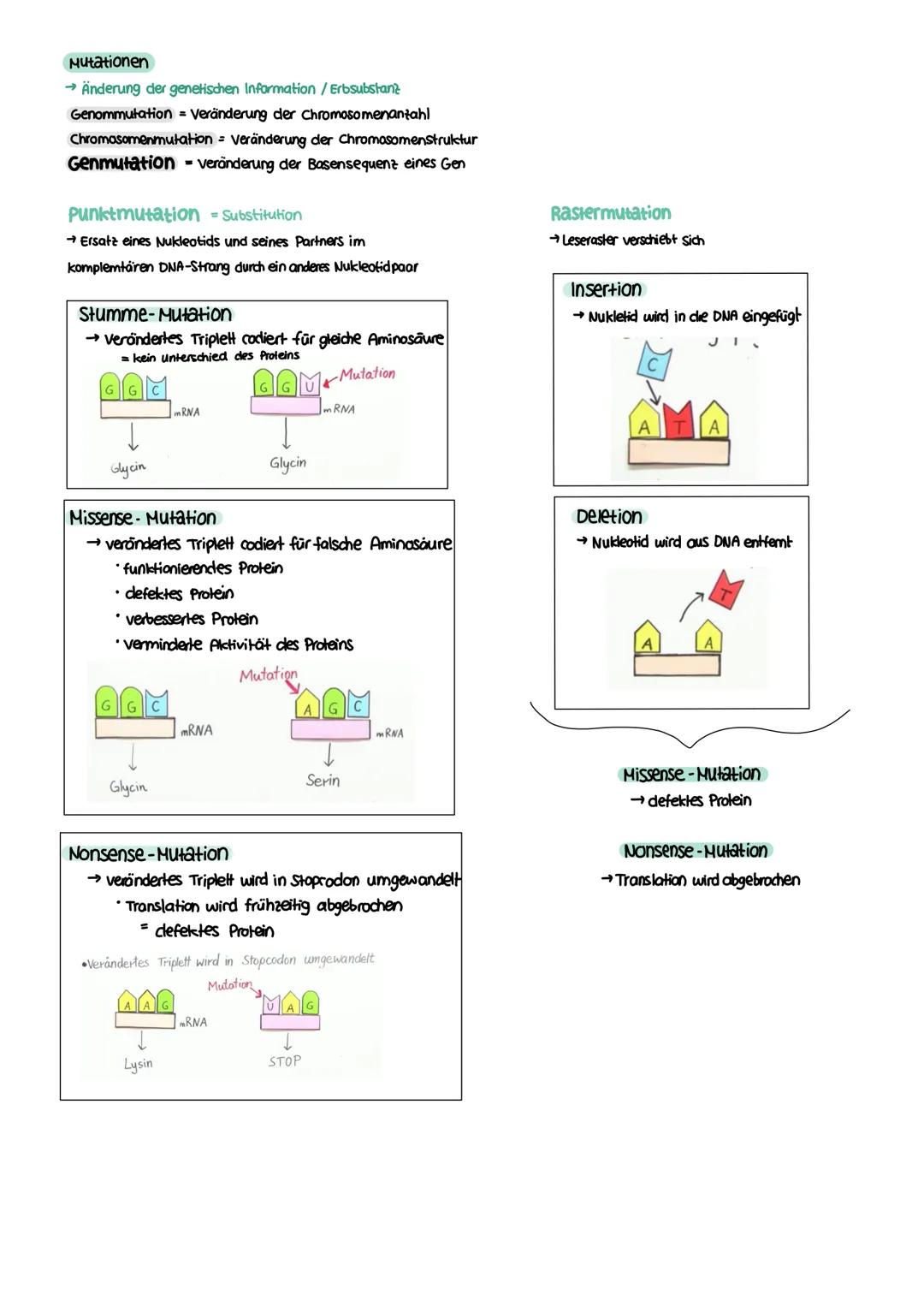 GENETIK zellkern
endoplasmatisches Retikulum
Zellmembran
X
12
===
13
diploid
→ doppelter Chromosomensatz (2n)
je zwei Chromosomen sind in Ba