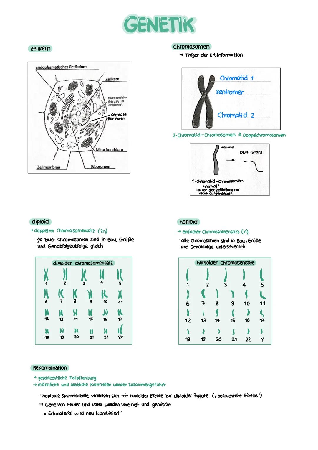 GENETIK zellkern
endoplasmatisches Retikulum
Zellmembran
X
12
===
13
diploid
→ doppelter Chromosomensatz (2n)
je zwei Chromosomen sind in Ba