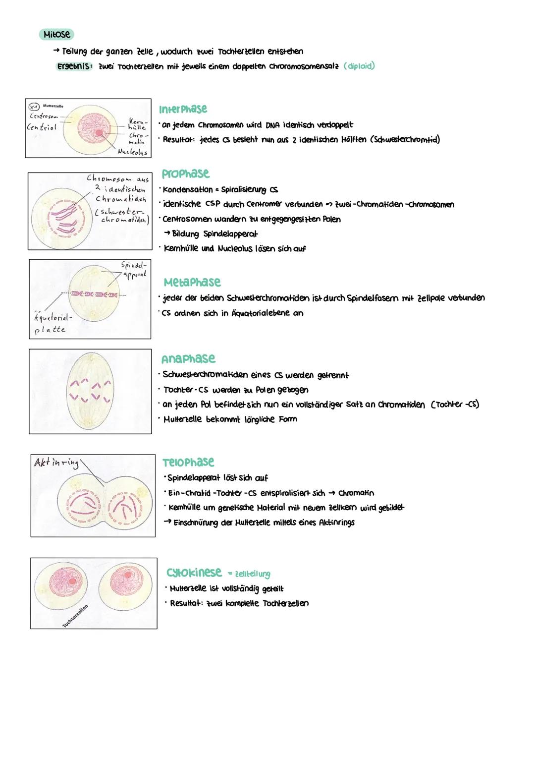 GENETIK zellkern
endoplasmatisches Retikulum
Zellmembran
X
12
===
13
diploid
→ doppelter Chromosomensatz (2n)
je zwei Chromosomen sind in Ba