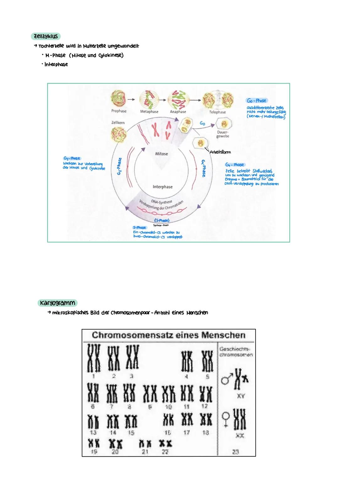 GENETIK zellkern
endoplasmatisches Retikulum
Zellmembran
X
12
===
13
diploid
→ doppelter Chromosomensatz (2n)
je zwei Chromosomen sind in Ba