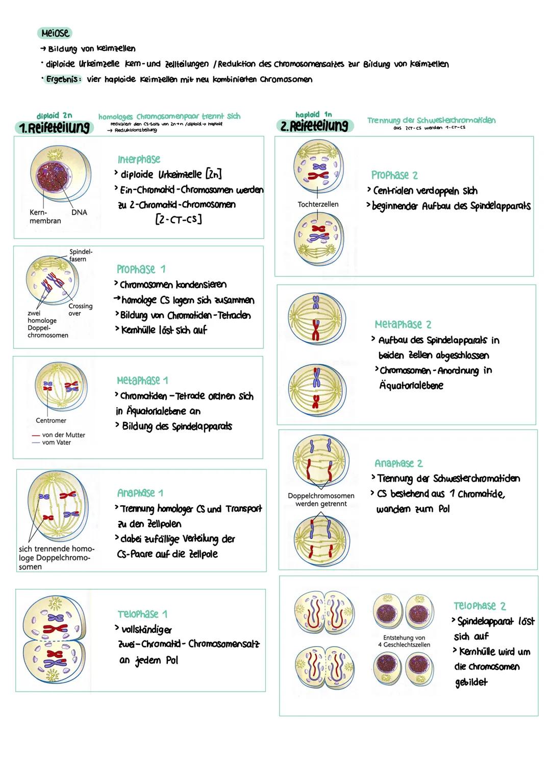 GENETIK zellkern
endoplasmatisches Retikulum
Zellmembran
X
12
===
13
diploid
→ doppelter Chromosomensatz (2n)
je zwei Chromosomen sind in Ba