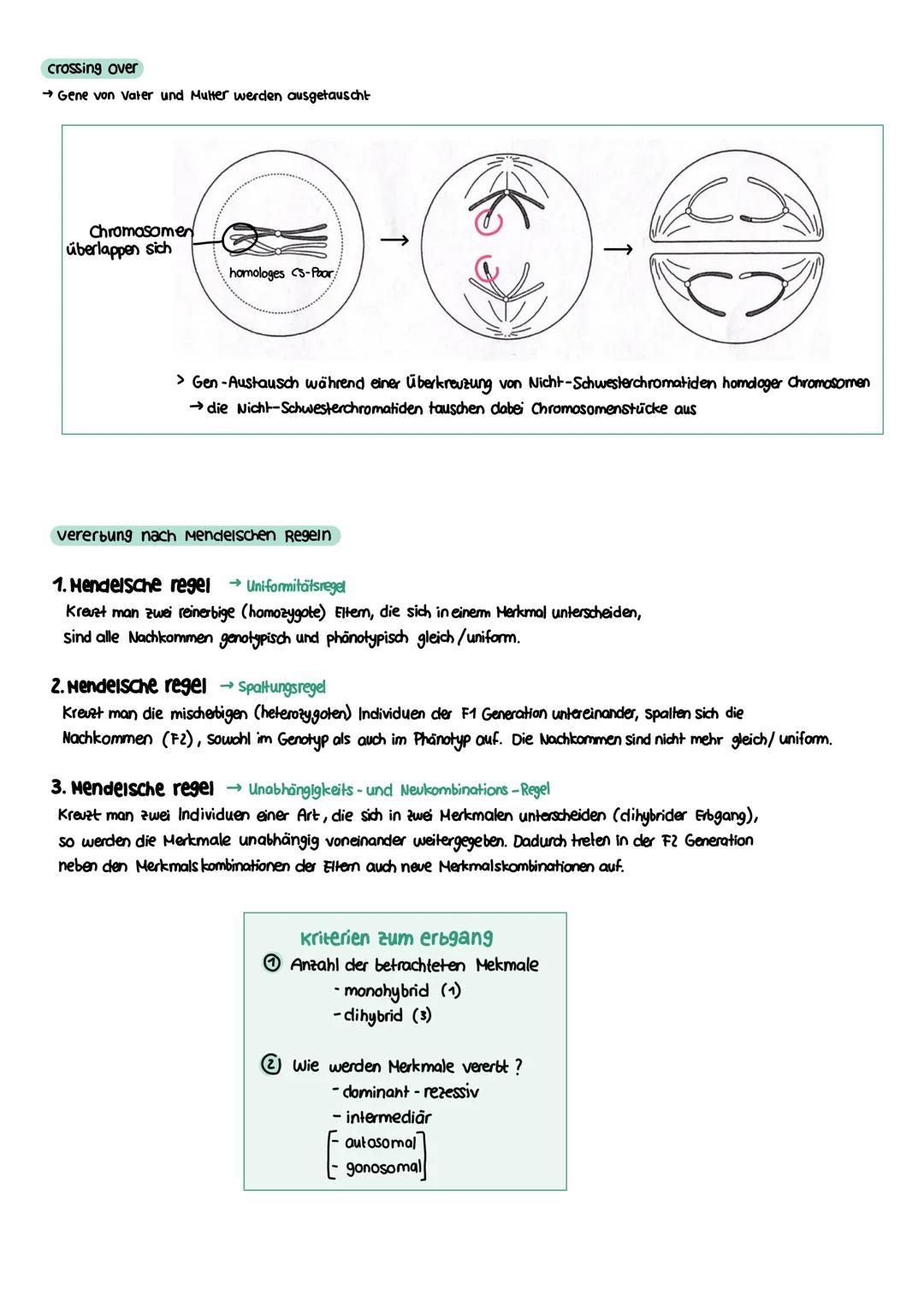 GENETIK zellkern
endoplasmatisches Retikulum
Zellmembran
X
12
===
13
diploid
→ doppelter Chromosomensatz (2n)
je zwei Chromosomen sind in Ba