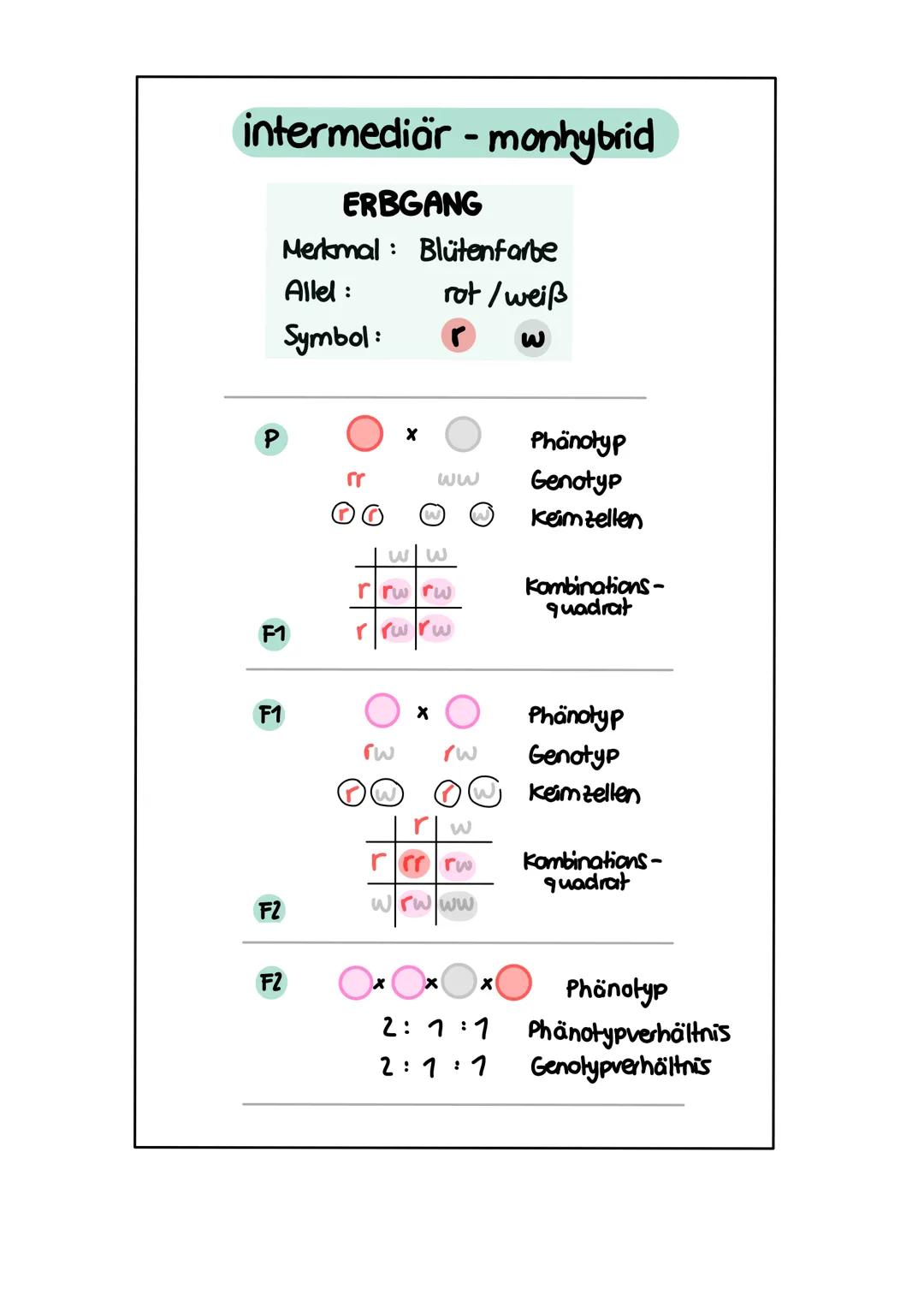 GENETIK zellkern
endoplasmatisches Retikulum
Zellmembran
X
12
===
13
diploid
→ doppelter Chromosomensatz (2n)
je zwei Chromosomen sind in Ba