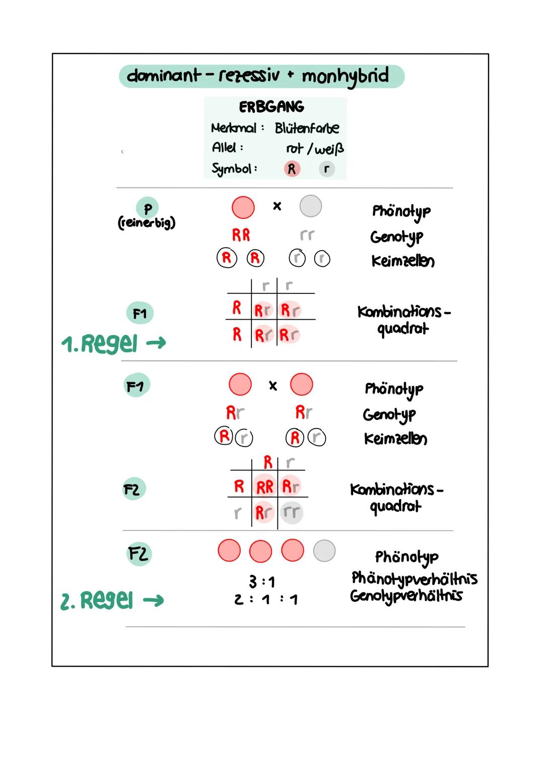 GENETIK zellkern
endoplasmatisches Retikulum
Zellmembran
X
12
===
13
diploid
→ doppelter Chromosomensatz (2n)
je zwei Chromosomen sind in Ba