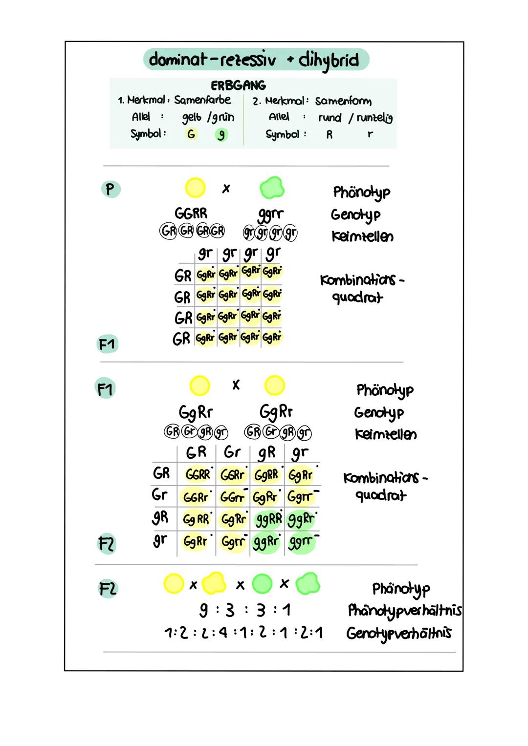 GENETIK zellkern
endoplasmatisches Retikulum
Zellmembran
X
12
===
13
diploid
→ doppelter Chromosomensatz (2n)
je zwei Chromosomen sind in Ba