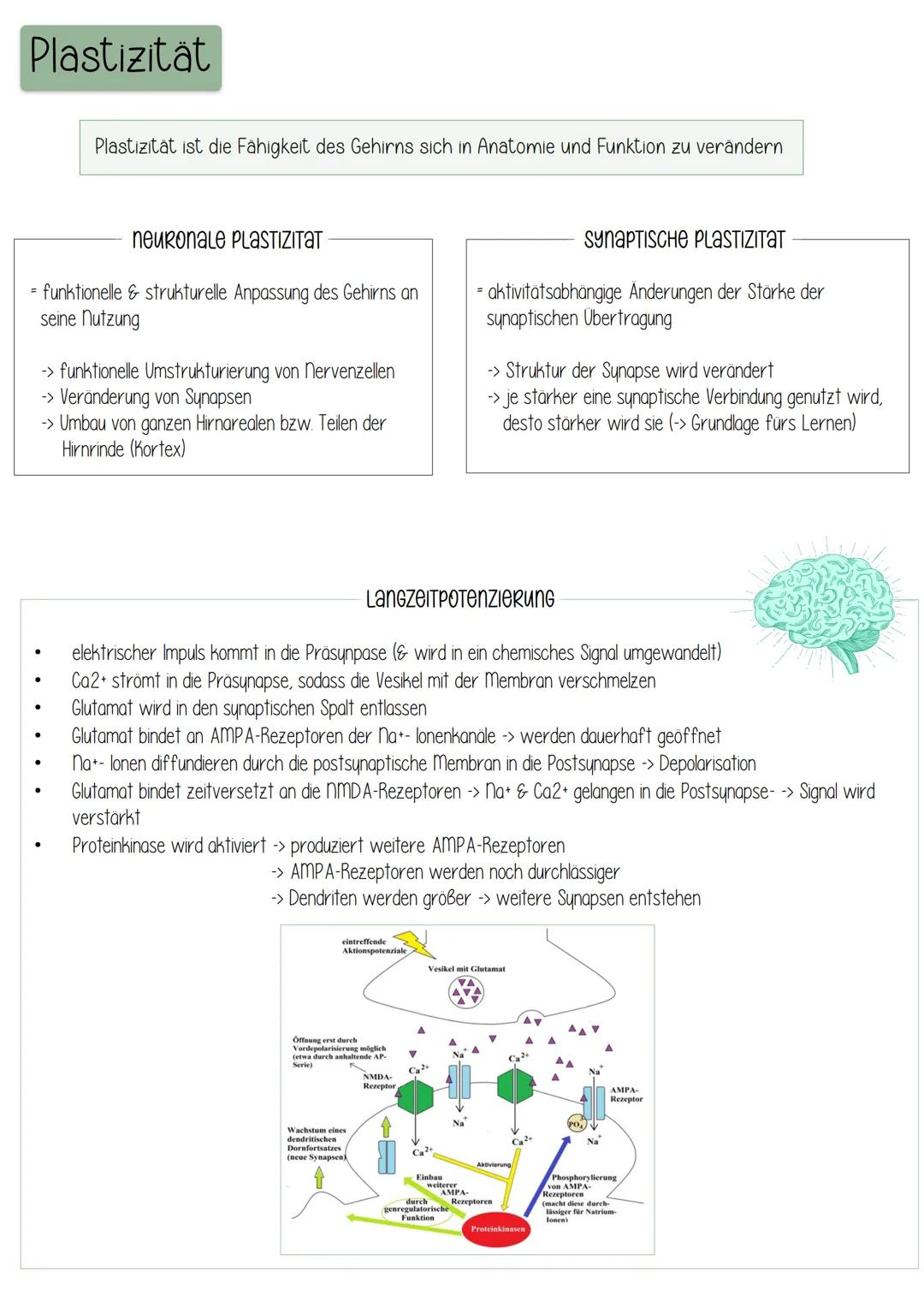 Neuronale Plastizität: Mechanismen der Anpassung im Gehirn