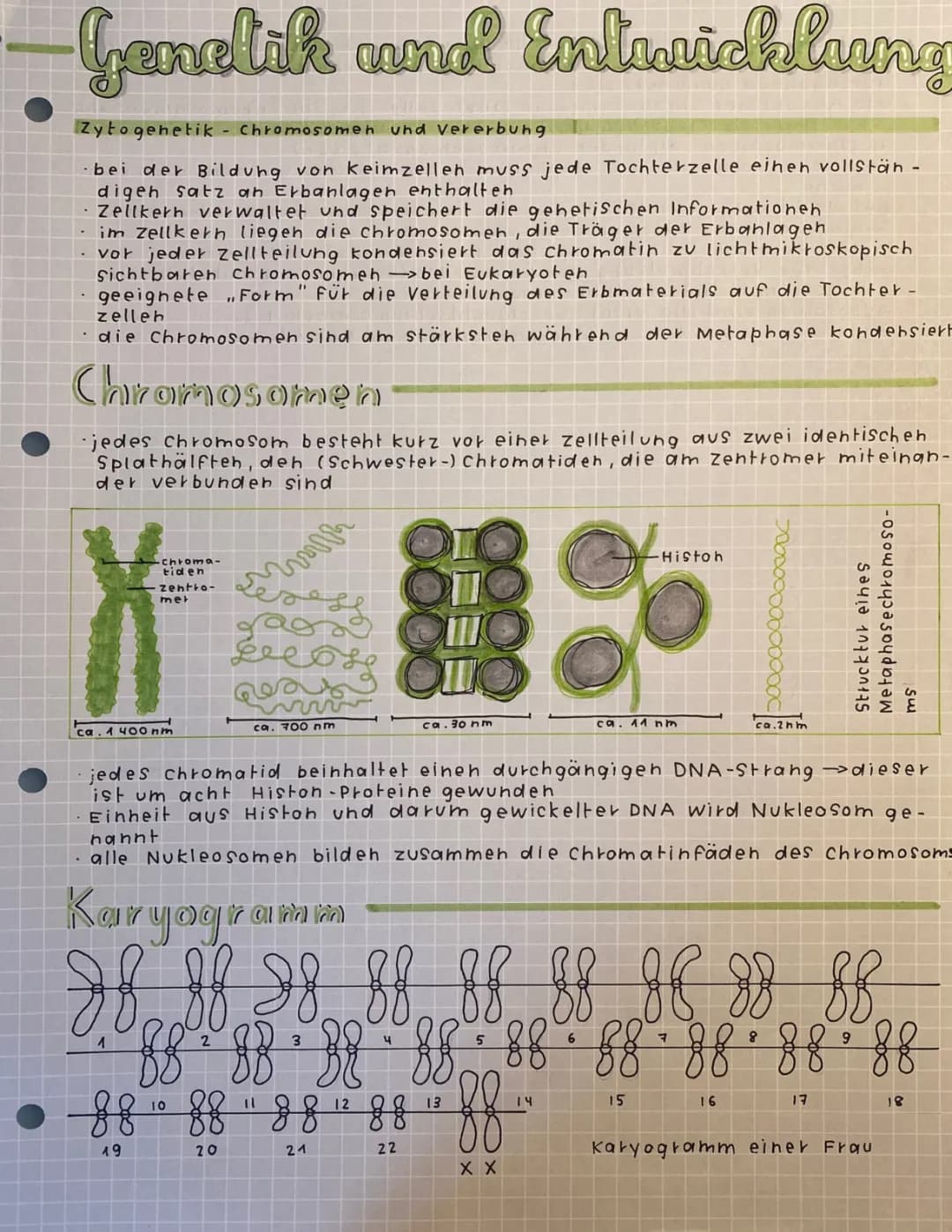 Alles über Chromosomen: Aufbau, Mensch, und Karyogramme!