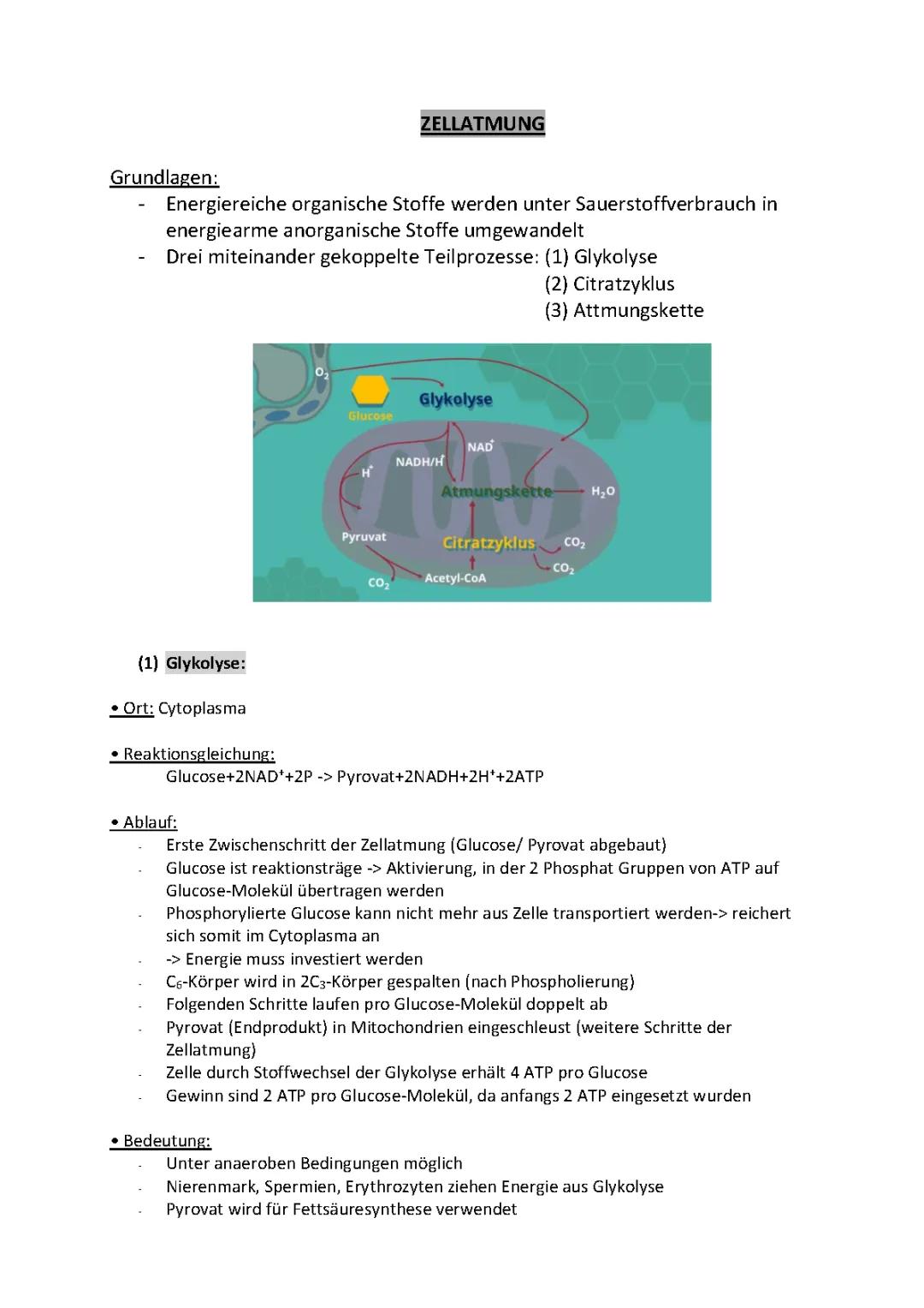 Zellatmung und Gärung für Kinder: Ablauf, Mitochondrien und Aerobe Glykolyse einfach erklärt