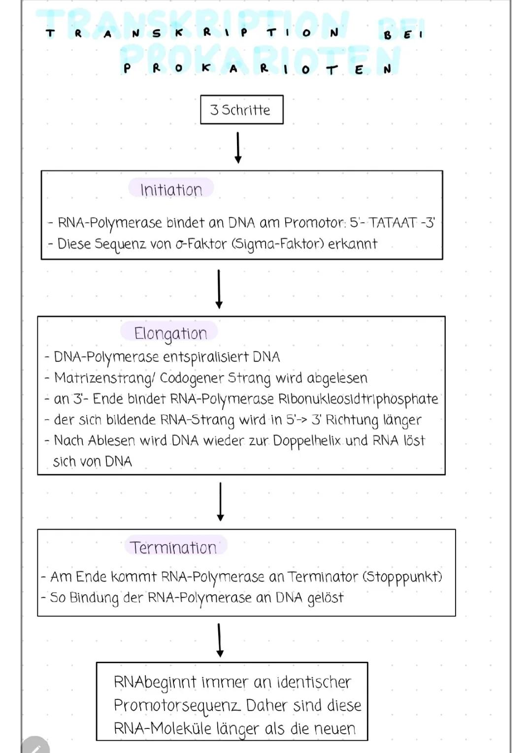 Transkription Ablauf einfach erklärt: Schritte, Initiation, Elongation und Termination