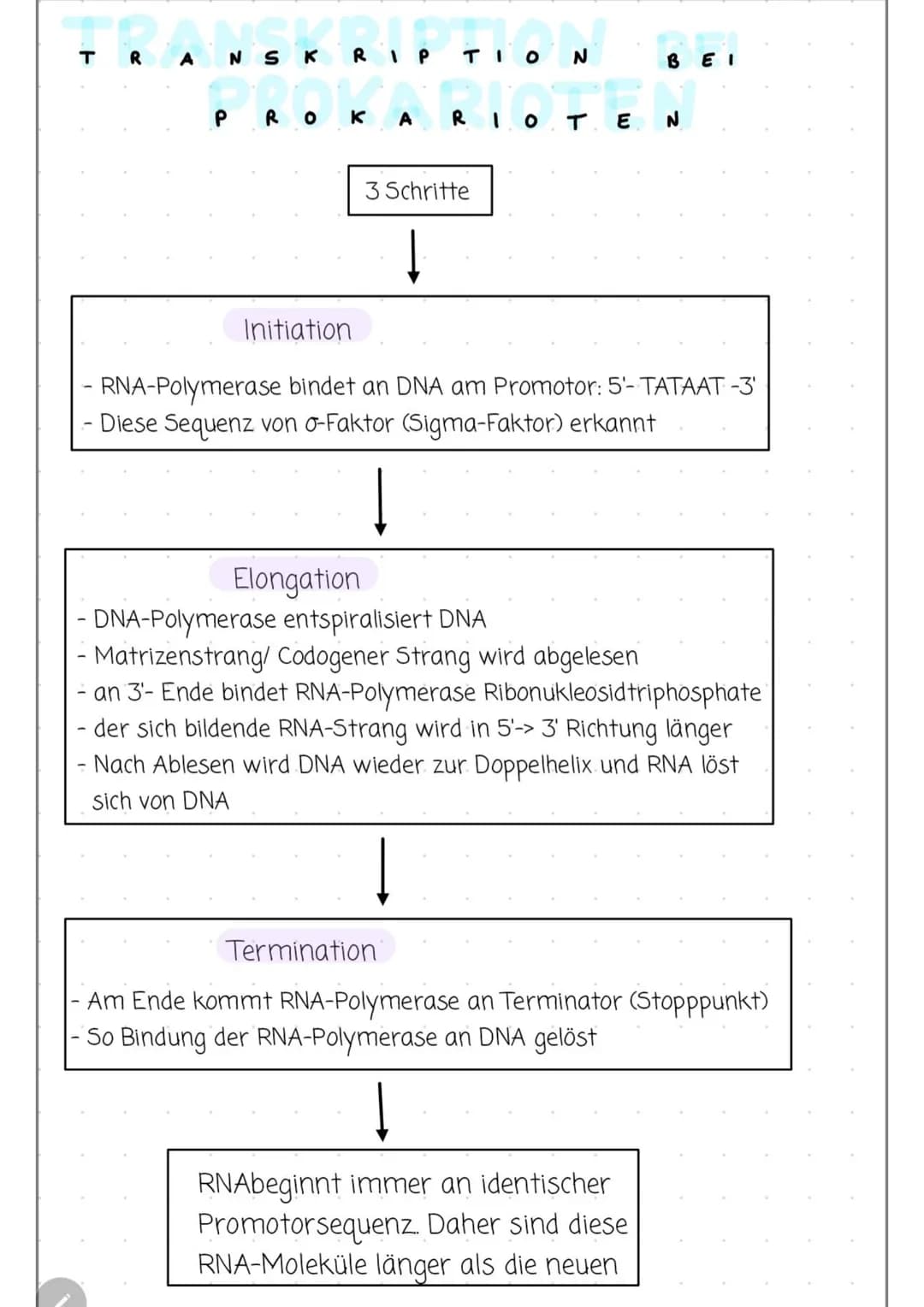 TRANSKRIPTION BEI
PROKARIOTEN
Initiation
3 Schritte
↓
- RNA-Polymerase bindet an DNA am Promotor: 5'- TATAAT -3'
Diese Sequenz von o-Faktor 