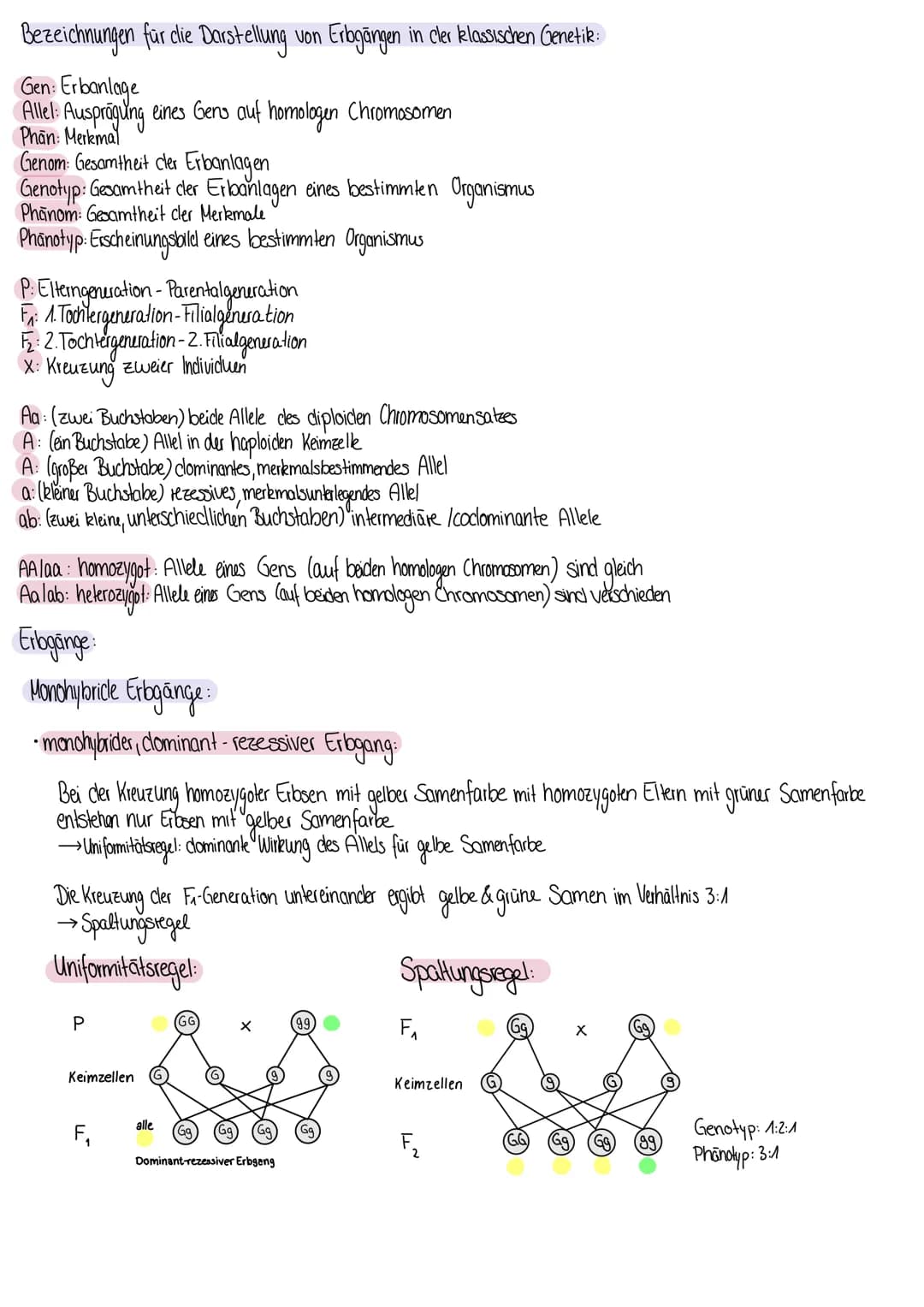 Die Mendelschen Regeln
- Mendelschen Regeln clienen der Ermittlung der theoretisch zu erwartenclen Phänotypen- & Genotypenverhältnisse bei
m