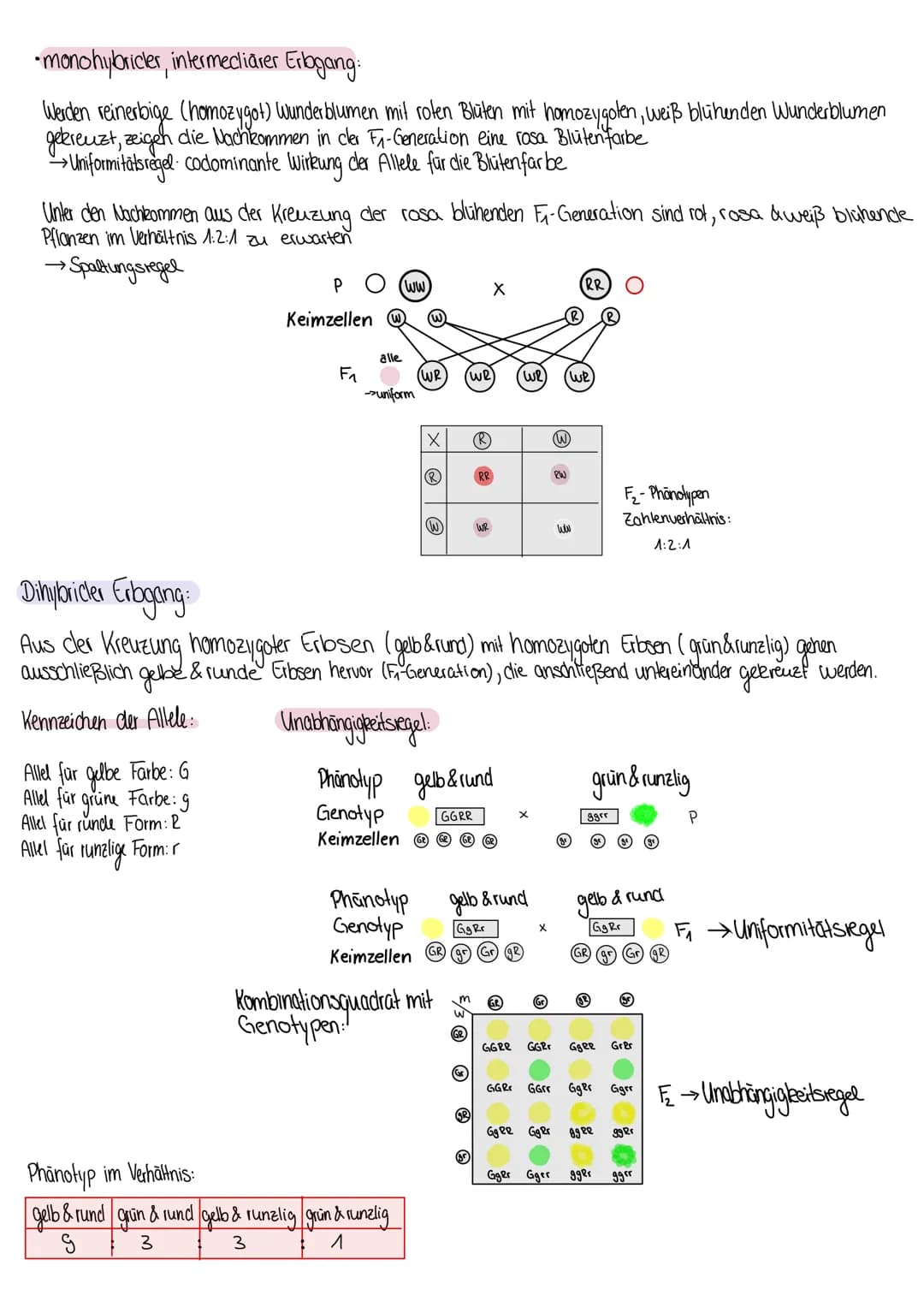 Die Mendelschen Regeln
- Mendelschen Regeln clienen der Ermittlung der theoretisch zu erwartenclen Phänotypen- & Genotypenverhältnisse bei
m