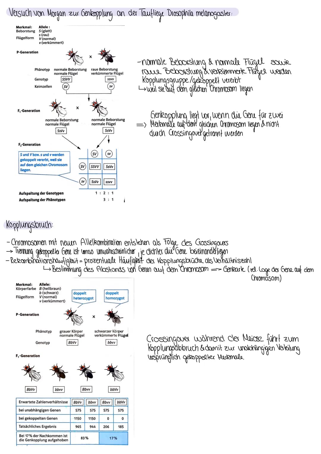 Die Mendelschen Regeln
- Mendelschen Regeln clienen der Ermittlung der theoretisch zu erwartenclen Phänotypen- & Genotypenverhältnisse bei
m