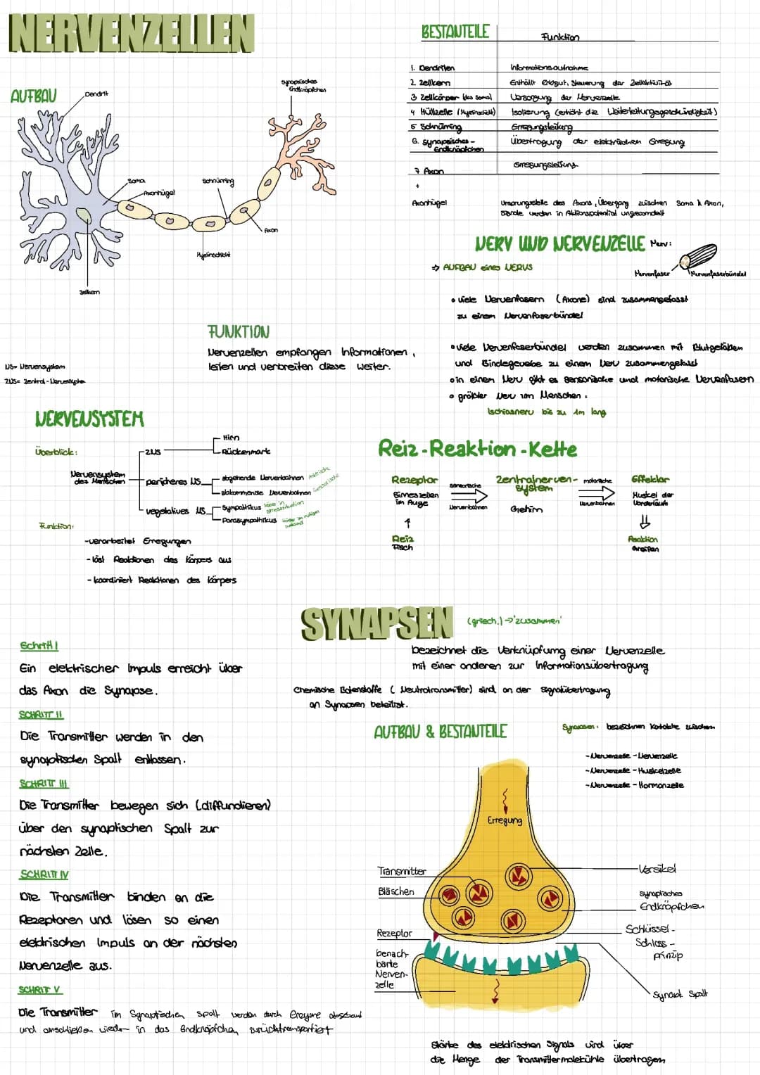 Nervenzellen und Synapsen 