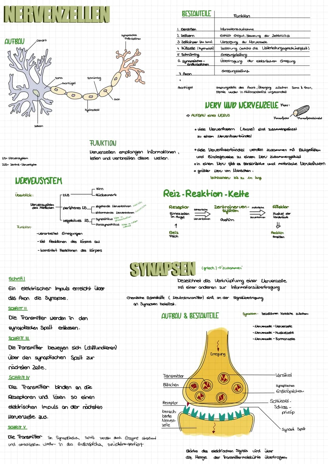 NERVENZELLEN
AUFBAU
Stad
US- Vervensystem
2US- Zentral-Nervensystem
Überblick:
Dendrit
Zelkem
Funktion
NERVENSYSTEM
Nervensystem
des Marisch