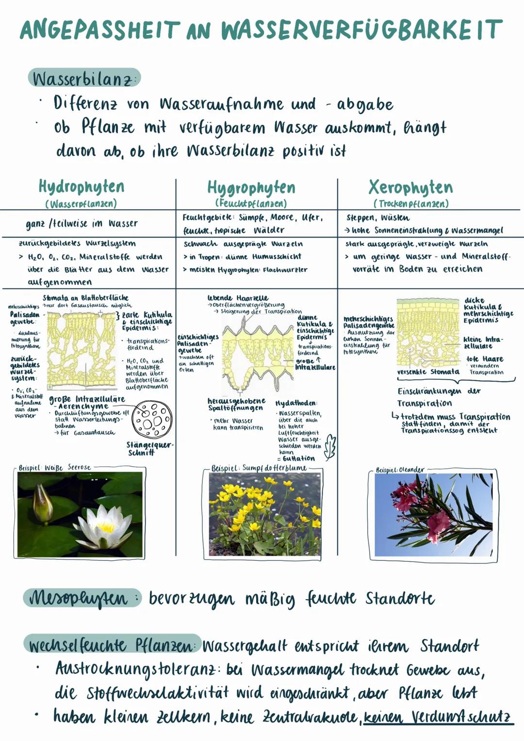 # ANGEPASSHEIT AN WASSERVERFÜGBARKEIT

Wasserbilanz
*   Differenz von Wasseraufnahme und - abgabe
*   ob Pflanze mit verfügbarem Wasser ausk