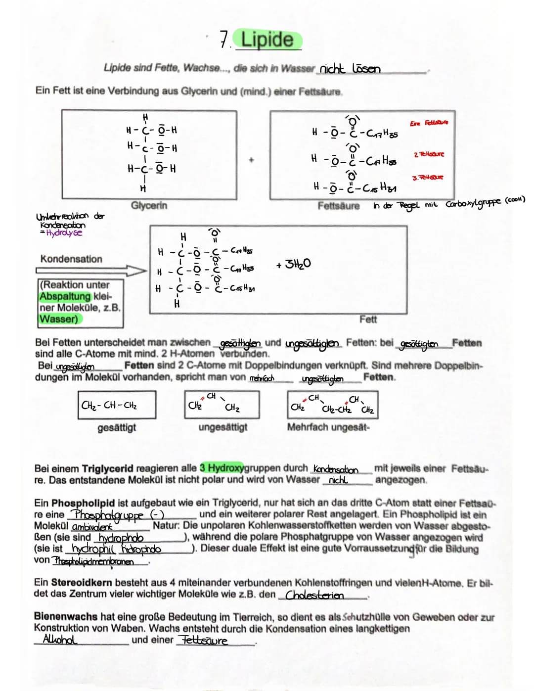 3. ATP
→
- Lebewesen sind aus Zellen aufgebaut
- Einzeller (wie Bakterien, Euglena Pantoffeltier,....) bestehen aus 1 Zelle, die alle Lebens